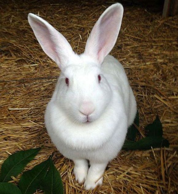 Кролиководство для начинающих