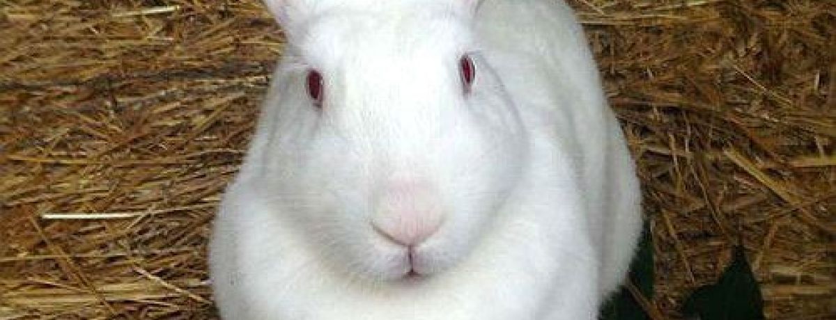 Кролиководство для начинающих